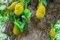 Ripe jackfruit hanging from a tree branch. artocarpus heterophyllus Royalty Free Stock Photo