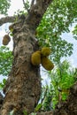 Ripe jackfruit hanging from tree branch. artocarpus heterophyllus Royalty Free Stock Photo
