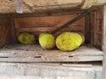 Ripe jackfruit stacked in a box at a local market of fruit and vegetable