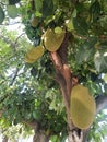 Ripe jackfruits hanging on the tree in tropical Indonesia Royalty Free Stock Photo