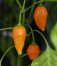 Ripe Jamy chilli growing in the garden Royalty Free Stock Photo