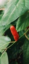 Ripe Javanese chili planted in the yard