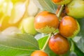 Ripe jojoba fruit on a tree branch. Chinese date on a branch