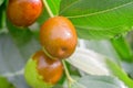 Ripe jojoba fruit on a tree branch. Chinese date on a branch