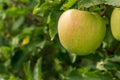 ripe jonagold apples on the tree branch closeup