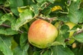 ripe jonagold apples on the tree branch closeup