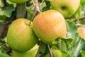 ripe jonagold apples on the tree branch closeup