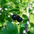 Ripe Josta on the bush. Summer garden berries. Hybrid black currant and gooseberry. Royalty Free Stock Photo