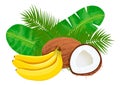 Ripe and juice Bananas and coconuts with palm leaves.