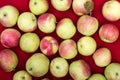 Ripe juicy apples of a fresh farm harvest lie on a red background - top view.