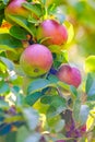 Ripe juicy apples with a red side on a tree branch with lush foliage Royalty Free Stock Photo