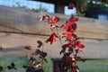 Ripe, juicy barberry on a branch