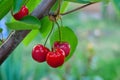 Ripe juicy berries of cherries on branches of tree_ Royalty Free Stock Photo