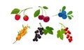 Ripe and Juicy Berries with Sea Buckthorn and Raspberry Hanging on Twig Vector Set