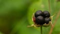 Ripe juicy blackberry growing in the forest