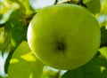 Ripe juicy bright green apple ripening on the tree in the garden Royalty Free Stock Photo