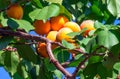 Ripe juicy bright orange fruits of apricot on branches with green leaves, summer landscape apricot tree Royalty Free Stock Photo