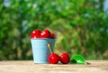 Ripe juicy cherries in a small decorative bucket Royalty Free Stock Photo
