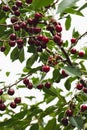 ripe juicy cherry berries on tree branches. a good harvest of many cherries Royalty Free Stock Photo