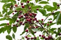 ripe juicy cherry berries on tree branches. a good harvest of many cherries Royalty Free Stock Photo