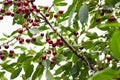 ripe juicy cherry berries on tree branches. a good harvest of many cherries Royalty Free Stock Photo