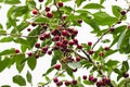 ripe juicy cherry berries on tree branches. a good harvest of many cherries Royalty Free Stock Photo