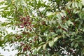 ripe juicy cherry berries on tree branches. a good harvest of many cherries Royalty Free Stock Photo