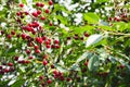 ripe juicy cherry berries on tree branches. a good harvest of many cherries Royalty Free Stock Photo