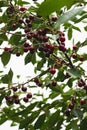 ripe juicy cherry berries on tree branches. a good harvest of many cherries Royalty Free Stock Photo