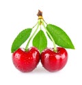 Ripe juicy cherry with drop dew and green leaves