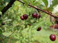 Ripe juicy cherry maroon on a branch with green leaves in the garden on a Sunny summer day after the rain.  Harvest berries. Raind Royalty Free Stock Photo