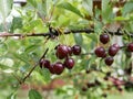 Ripe juicy cherry maroon on a branch with green leaves in the garden on a Sunny summer day after the rain.  Harvest berries. Raind Royalty Free Stock Photo