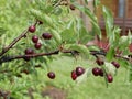 Ripe juicy cherry maroon on a branch with green leaves in the garden on a Sunny summer day after the rain.  Harvest berries. Raind Royalty Free Stock Photo