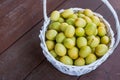Ripe juicy colorful yellow and green plums in a wicker basket. Dark brown wooden background. Autumn fall harvest Royalty Free Stock Photo