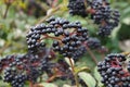 Ripe and juicy elder-berries