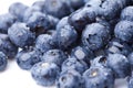 Ripe and juicy fresh picked blueberries Royalty Free Stock Photo