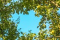 Ripe juicy fruits on a plum tree in summer garden. Fresh organic plums growing in countryside Royalty Free Stock Photo