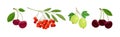 Ripe and Juicy Garden Berry Twig and Branches with Hanging Fruit Vector Set