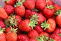 Ripe juicy garden strawberries. Natural strawberry background