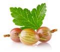 Ripe juicy gooseberry with green leaf