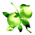 Ripe juicy green apples with leaves on a branch, organic apple branches, fresh fruits isolated, hand drawn watercolor