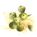 Ripe, juicy green figs whole fruit, hanging on a branch on watercolor spot. Hand drawn illustration