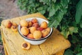 Ripe juicy homemade apricots with cracks and flaws in the plate on a yellow wooden chair in the green bushes of the garden