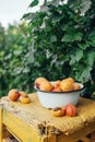 Ripe juicy homemade apricots with cracks and flaws in the plate on a yellow wooden chair in the green bushes of the garden