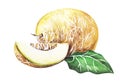 Ripe juicy melon, yellow rind. Whole fruit and sliced wedge and green leaf Hand drawn watercolor illustration still life
