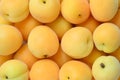 Ripe juicy orange apricots isolated on white background Royalty Free Stock Photo
