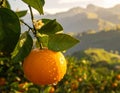 Ripe Orange Fruit Hanging On Tree Branch Royalty Free Stock Photo