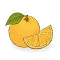 Ripe juicy orange. Still-life from fruit.. Hand drawn ill