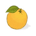 Ripe juicy orange. Still-life from fruit.. Hand drawn ill