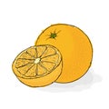 Ripe juicy orange. Still-life from fruit.. Hand drawn ill